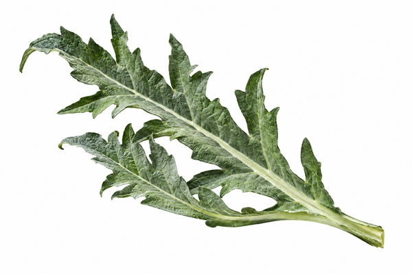 Complete deeply divided gray-green artichoke leaves.