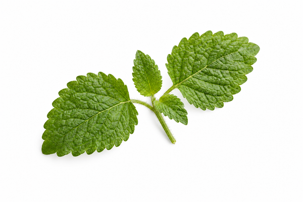 Complete lemon balm sprig with paired wrinkled leaves.