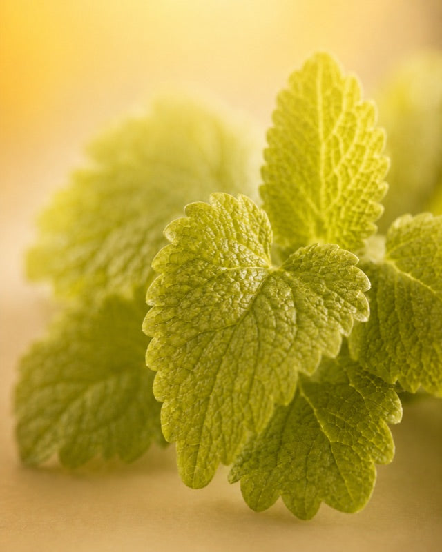Lemon balm