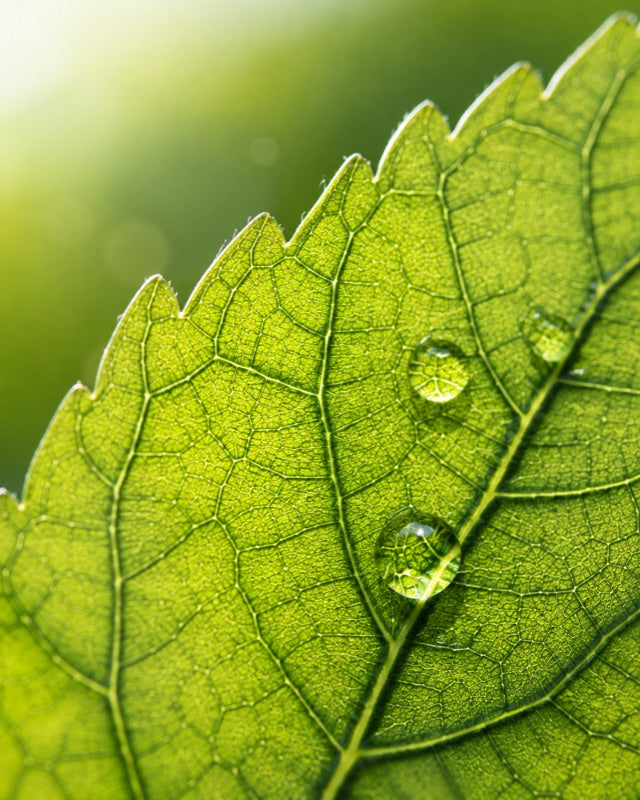 Mulberry leaf